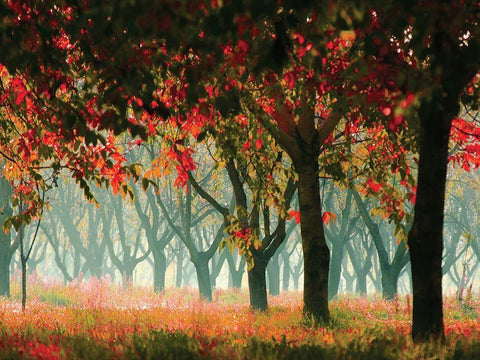 Fall Forest Black Ornate Wood Framed Art Print with Double Matting by Zsolnai