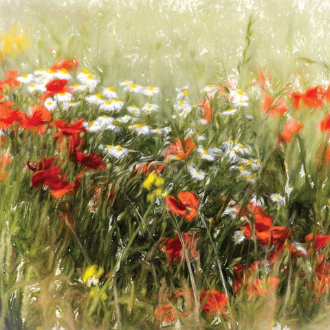 Poppy Field Black Modern Wood Framed Art Print by Cottingham, J.