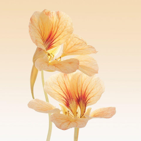 Nasturtium White Modern Wood Framed Art Print by Vilor