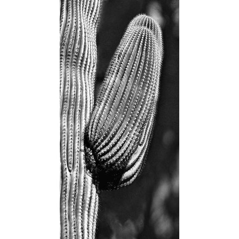 Tucson Saguaro Black Modern Wood Framed Art Print with Double Matting by Pearlman, Steve