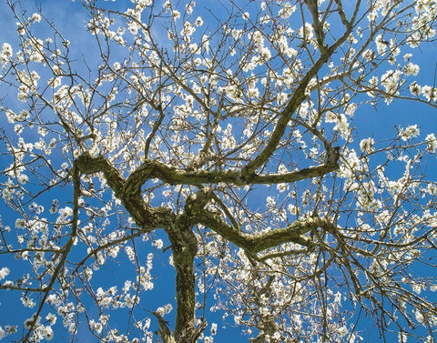 Almond Blossoms in Spring Black Ornate Wood Framed Art Print with Double Matting by Anonymous