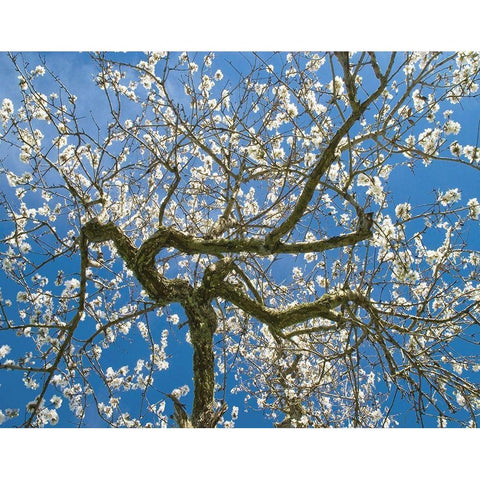 Almond Blossoms in Spring Gold Ornate Wood Framed Art Print with Double Matting by Anonymous