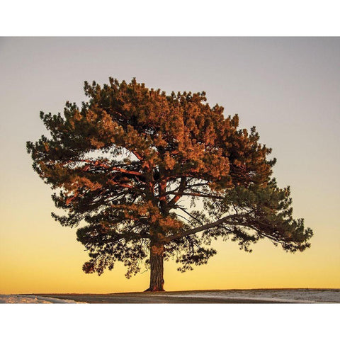 Pine at Sunset Black Modern Wood Framed Art Print with Double Matting by Francis, V.