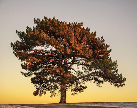 Pine at Sunset White Modern Wood Framed Art Print with Double Matting by Francis, V.
