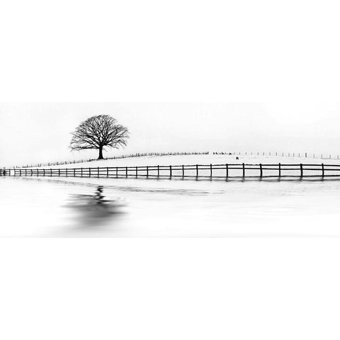 Winter Oak in a Field Black Modern Wood Framed Art Print with Double Matting by Barbone, M.