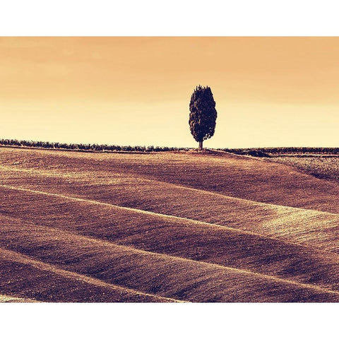 Harvest Season in Tuscany Black Modern Wood Framed Art Print with Double Matting by Bednarek, M.