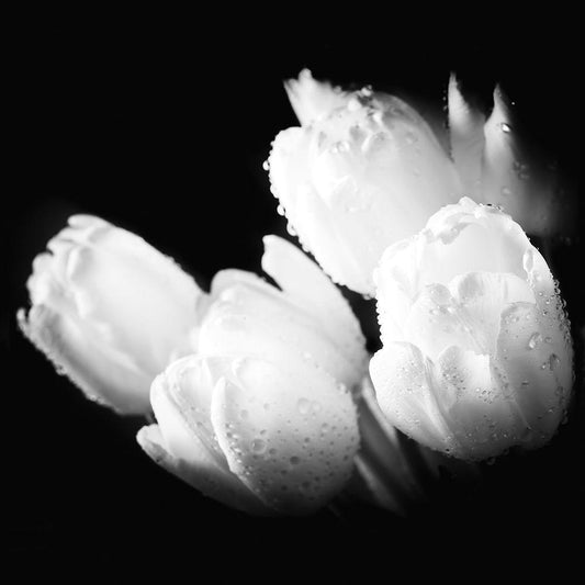 Image Only
