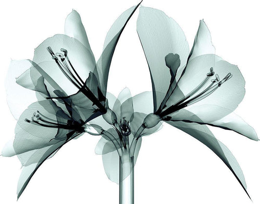 Image Only