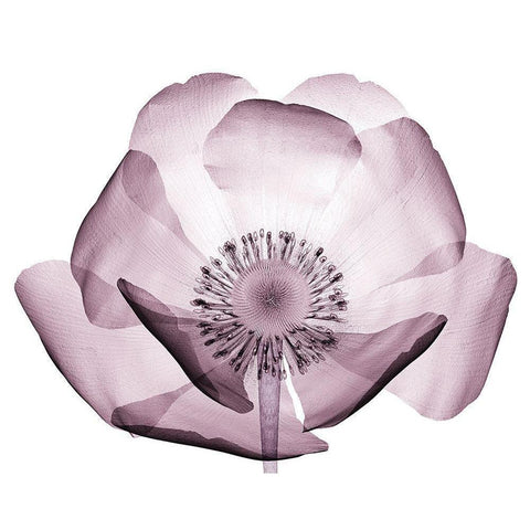 Translucent Lavender Poppy White Modern Wood Framed Art Print by Anonymous