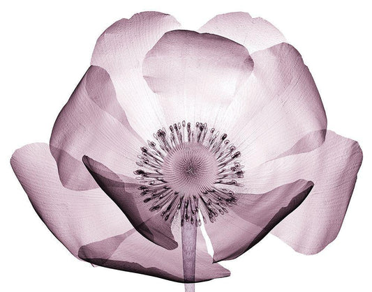 Image Only