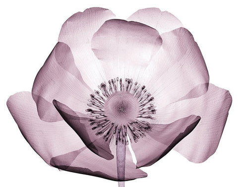 Translucent Lavender Poppy Black Ornate Wood Framed Art Print with Double Matting by Anonymous