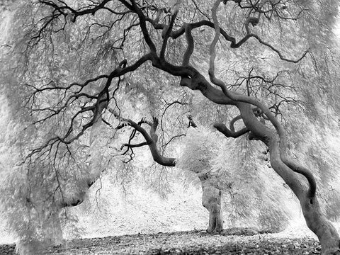 Enchanted Forest Black Ornate Wood Framed Art Print with Double Matting by Anonymous