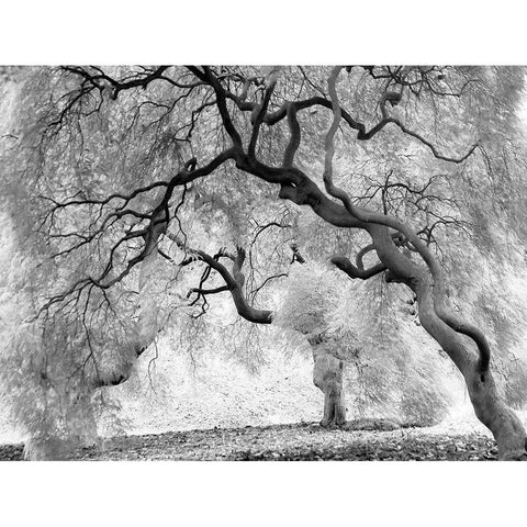 Enchanted Forest Gold Ornate Wood Framed Art Print with Double Matting by Anonymous