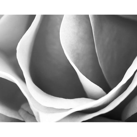 Rose Petal Detail White Modern Wood Framed Art Print by B. Marcela