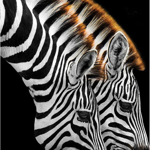 Zebras Grazing Black Modern Wood Framed Art Print with Double Matting by Anonymous