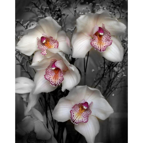 Cymbidium Orchid White Gold Ornate Wood Framed Art Print with Double Matting by Maloratsky, Igor