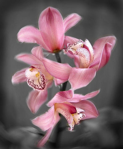 Cymbidium Orchid Bright Pink Black Ornate Wood Framed Art Print with Double Matting by Maloratsky, Igor