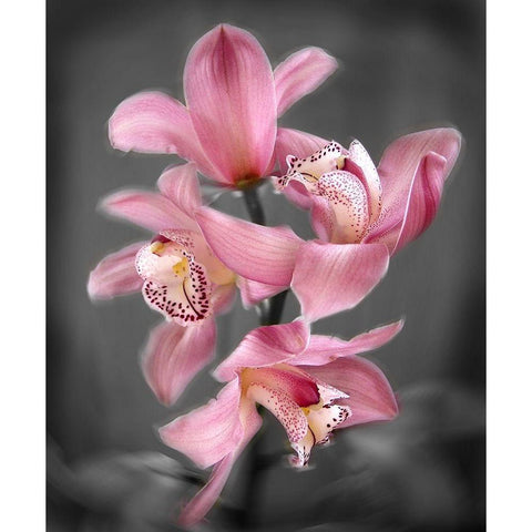 Cymbidium Orchid Bright Pink White Modern Wood Framed Art Print by Maloratsky, Igor