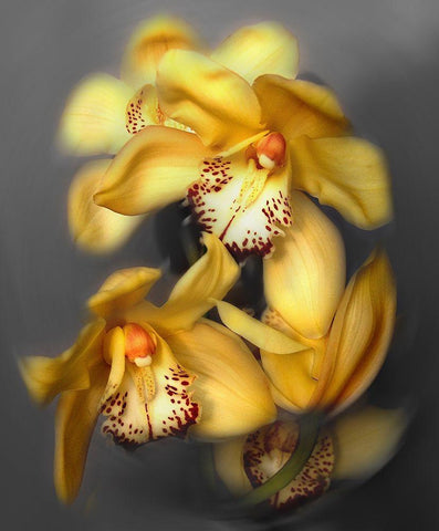 Cymbidium Orchid Yellow Black Ornate Wood Framed Art Print with Double Matting by Maloratsky, Igor