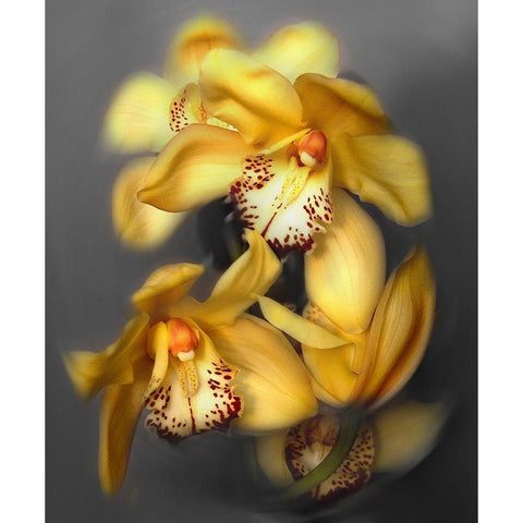 Cymbidium Orchid Yellow Black Modern Wood Framed Art Print by Maloratsky, Igor