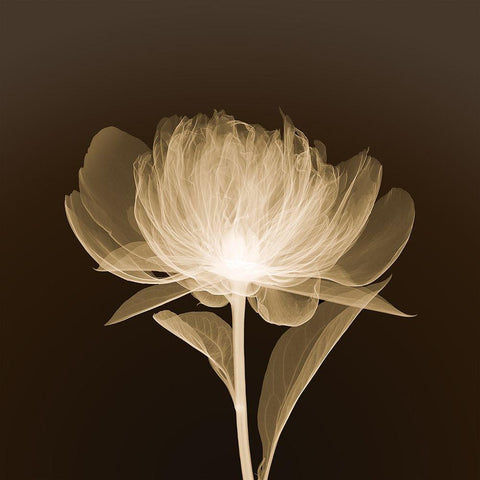 Full Bloom (sepia) White Modern Wood Framed Art Print by Anonymous