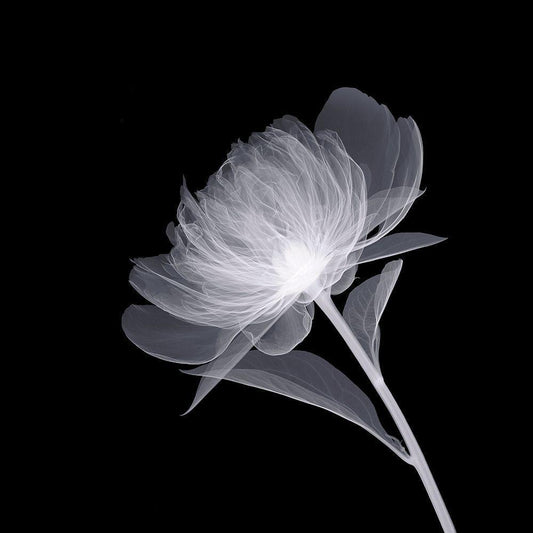 Image Only