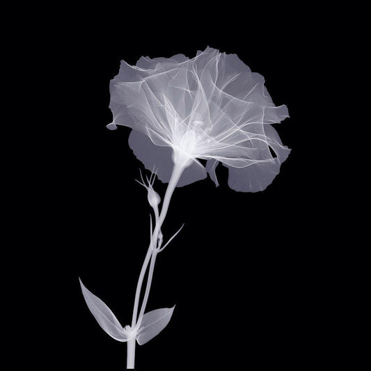 Image Only