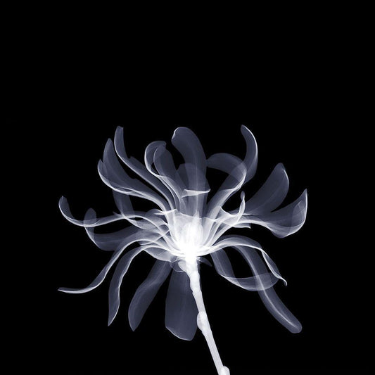 Image Only