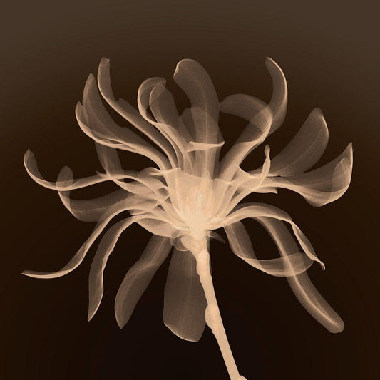 Image Only