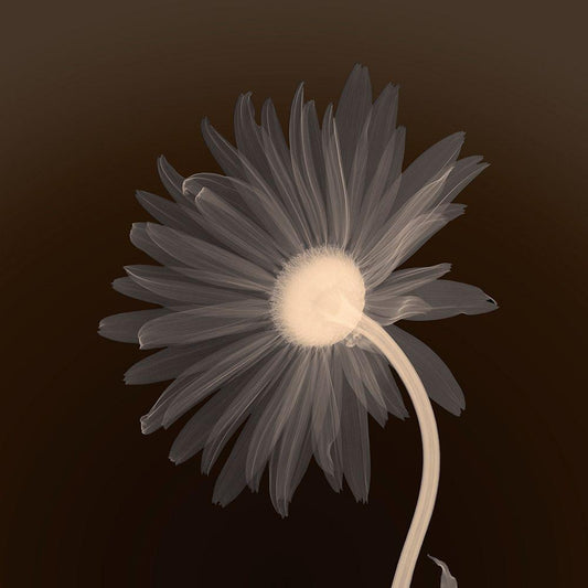 Image Only