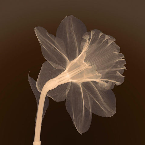 Veiled Blossom (sepia) White Modern Wood Framed Art Print by Anonymous