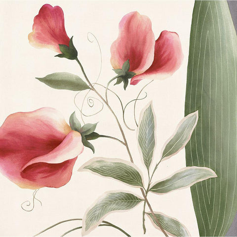 Passion Flower Black Modern Wood Framed Art Print with Double Matting by Unknown