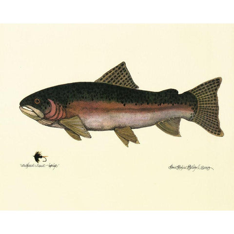 Steelhead Trout White Modern Wood Framed Art Print by Unknown