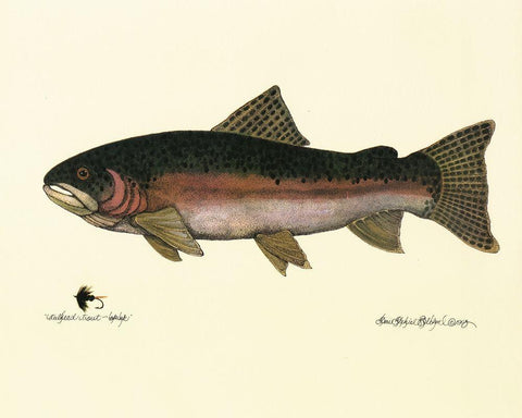 Steelhead Trout White Modern Wood Framed Art Print with Double Matting by Unknown