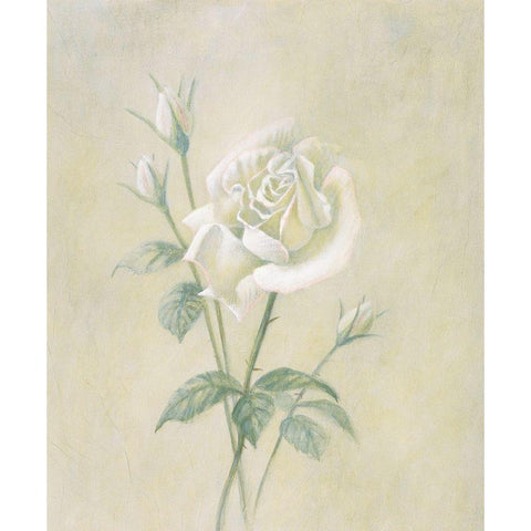 White Rose White Modern Wood Framed Art Print by Unknown