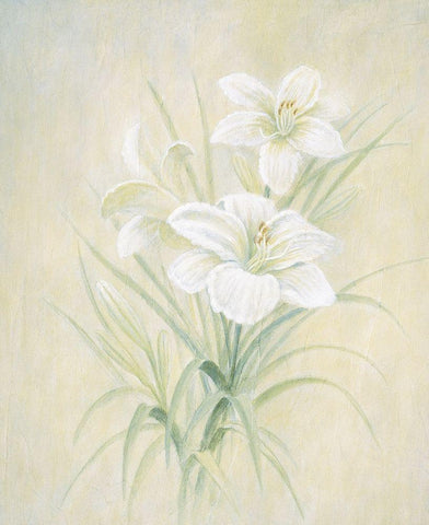 White Lily White Modern Wood Framed Art Print with Double Matting by Unknown