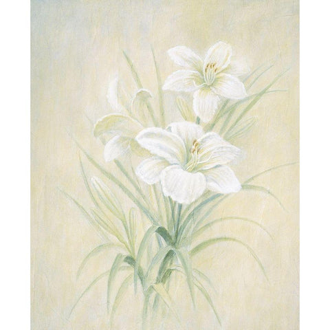 White Lily Black Modern Wood Framed Art Print with Double Matting by Unknown