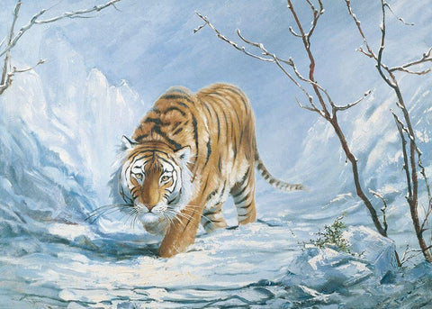 Stalking Tiger White Modern Wood Framed Art Print with Double Matting by Unknown