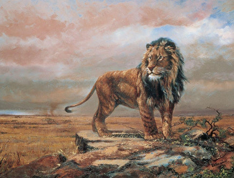 Savanne Lion Black Ornate Wood Framed Art Print with Double Matting by Unknown