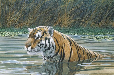 Bengal Tiger White Modern Wood Framed Art Print with Double Matting by Unknown