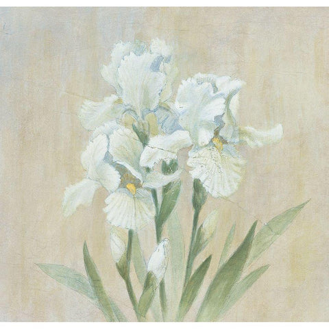 White Gladiola White Modern Wood Framed Art Print by Unknown