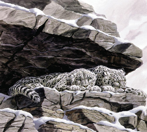 Snow Leopards White Modern Wood Framed Art Print with Double Matting by Unknown