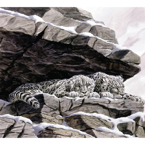 Snow Leopards Black Modern Wood Framed Art Print with Double Matting by Unknown