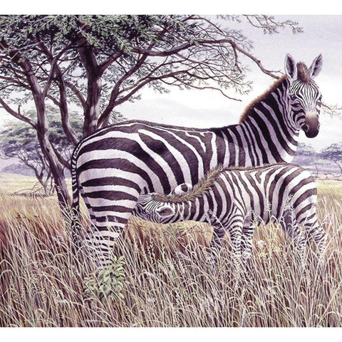 Zebras White Modern Wood Framed Art Print by Unknown