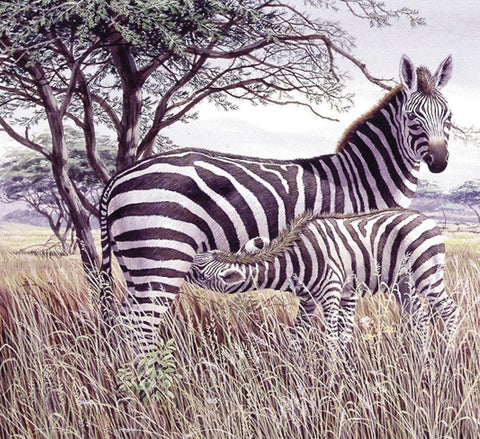 Zebras White Modern Wood Framed Art Print with Double Matting by Unknown