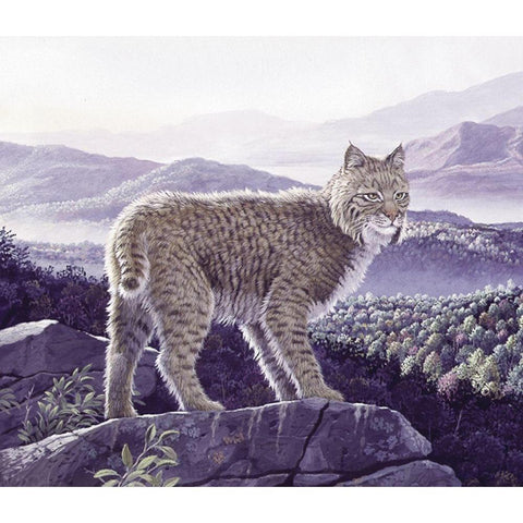 Bobcat White Modern Wood Framed Art Print by Unknown