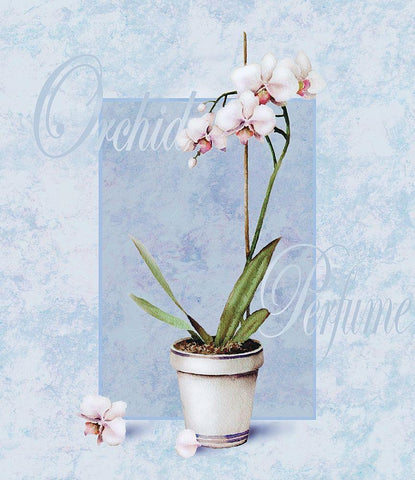 Orchid White Modern Wood Framed Art Print with Double Matting by Unknown