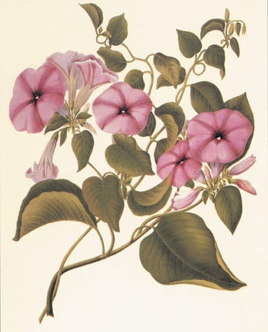 Botanical I Black Ornate Wood Framed Art Print with Double Matting by Unknown