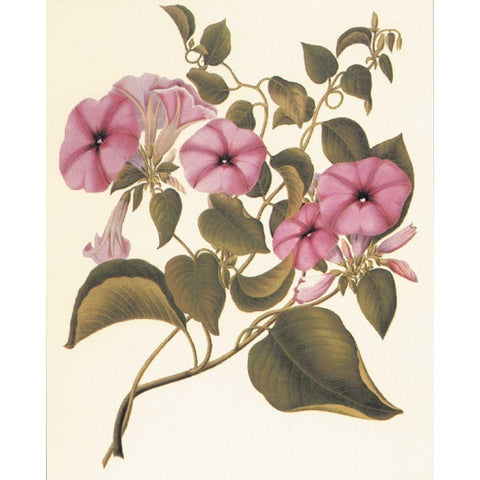 Botanical I Gold Ornate Wood Framed Art Print with Double Matting by Unknown