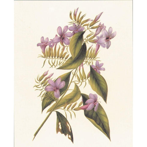 Botanical II Gold Ornate Wood Framed Art Print with Double Matting by Unknown
